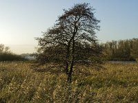 NL, Noord-Brabant, Altena, Gat van de Bakens 1, Saxifraga-Jan van der Straaten