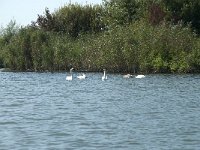 NL, Noord-Brabant, Altena, Gat van den Kleinen Hil 52, Saxifraga-Annemiek Bouwman