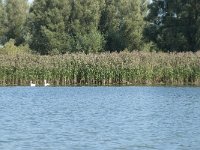 NL, Noord-Brabant, Altena, Gat van den Kleinen Hil 68, Saxifraga-Annemiek Bouwman