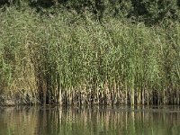 NL, Noord-Brabant, Altena, Gat van den Kleinen Hil 73, Saxifraga-Annemiek Bouwman