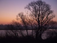 Silhouetted willow tree during sun rise, Biesbosch National Park, Netherlands  Silhouetted willow tree during sun rise, Biesbosch National Park, Netherlands : willow, bank, river, bare, tree, trunk, branch, branches, twig, twigs, water, creek, stream, cove, Biesbosch, national park, np, Biesbosch national park, Dutch, Netherlands, Europe, european, wetland, non-urban scene, nature, natural, nature protection, outside, outdoor, outdoors, no people, nobody, rural landscape, rural scene, sun rise, dawn, early, early morning, warm color, red