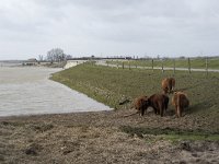 NL, Noord-Brabant, Altena, Japesloot 1, Saxifraga-Willem van Kruijsbergen