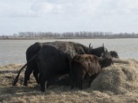 NL, Noord-Brabant, Altena, Japewaard, Waterbuffel 2, Saxifraga-Willem van Kruijsbergen