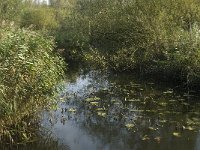 NL, Noord-Brabant, Altena, Kornsche Boezem 10, Saxifraga-Jan van der Straaten