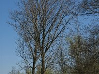 NL, Noord-Brabant, Altena, Kornsche Boezem 36, Saxifraga-Marijke Verhagen