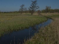 NL, Noord-Brabant, Altena, Kornsche Boezem 38, Saxifraga-Marijke Verhagen