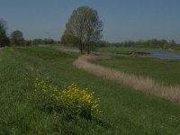 NL, Noord-Brabant, Altena, Merwededijk 6, Saxifraga-Jan van der Straaten