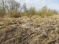 Reed flattened by heavy storm, Biesbosch National Park, Netherlands  Biesbosch National Park, Netherlands : Biesbosch, NP, Dutch, flat, flattened, gale, Holland, landscape, national park, natural, nature, North Brabant, reed, reed bed, reeds, rural landscape, storm