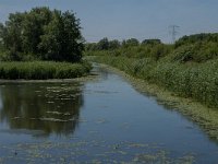 NL, Noord-Brabant, Altena, Oostkil 11, Saxifraga-Jan van der Straaten