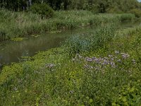 NL, Noord-Brabant, Altena, Oostkil 4, Saxifraga-Jan van der Straaten