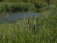 NL, Noord-Brabant, Altena, Oostkil 7, Saxifraga-Jan van der Straaten