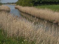 NL, Noord-Brabant, Altena, Oude Maasje 3, Saxifraga-Jan van der Straaten