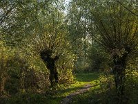 NL, Noord-Brabant, Altena, Pannekoek 11, Saxifraga-Jan van der Straaten