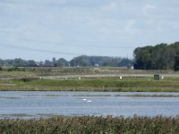 NL, Noord-Brabant, Altena, Polder Ganzewei 4, Saxifraga-Willem van Kruijsbergen