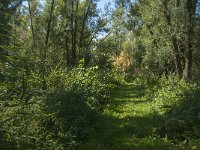 NL, Noord-Brabant, Altena, Polder Het Jannezand 16, Saxifraga-Jan van der Straaten