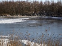 NL, Noord-Brabant, Altena, Polder Jantjesplaat 1, Saxifraga-Roel Meijer