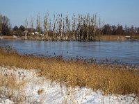 NL, Noord-Brabant, Altena, Polder Jantjesplaat 2, Saxifraga-Roel Meijer