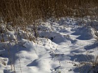 NL, Noord-Brabant, Altena, Polder Jantjesplaat 5, Saxifraga-Roel Meijer