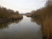 Nature development in Biesbosch National Park, North Brabant, Netherlands  Nature development in Biesbosch National Park, North Brabant, Netherlands : Biesbosch, national park, np, nature reserve, protected area, nature, natural, wetland, Europe, European, Dutch, Netherlands, North Brabant, winter, wintertime, mirroring, reflection, reflected, sky, no people, nobody, rural landscape, rural scene, non-urban scene, water, lake, nature development, nature restoration, tree, trees, reed, Jantjesplaat