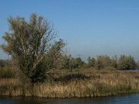 NL, Noord-Brabant, Altena, Polder Maltha 1, Saxifraga-Jan van der Straaten