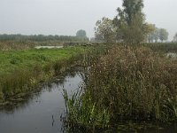 NL, Noord-Brabant, Altena, Pompveld 2, Saxifraga-Jan van der Straaten