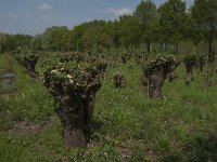 NL, Noord-Brabant, Altena, Pompveld 36, Saxifraga-Jan van der Straaten