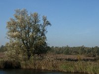 NL, Noord-Brabant, Altena, Ruwenhennip 1, Saxifraga-Jan van der Straaten