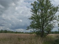 NL, Noord-Brabant, Altena, Ruwenhennip 14, Saxifraga-Jan van der Straaten