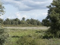 NL, Noord-Brabant, Altena, Ruwenhennip 49, Saxifraga-Willem van Kruijsbergen