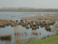 NL, Noord-Brabant, Altena, Spieringpolder 4, Saxifraga-Jan van der Straaten