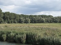 NL, Noord-Brabant, Altena, Steurgat, Polder Middelland 2, Saxifraga-Willem van Kruijsbergen