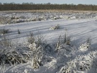 NL, Noord-Brabant, Boxtel, Banisveld 13, Saxifraga-Jan van der Straaten