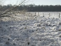 NL, Noord-Brabant, Boxtel, Banisveld 16, Saxifraga-Jan van der Straaten