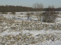 NL, Noord-Brabant, Boxtel, Banisveld 17. Saxifraga-Jan van der Straaten