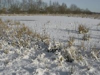 NL, Noord-Brabant, Boxtel, Banisveld 9, Saxifraga-Jan van der Straaten