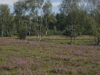 NL, Noord-Brabant, Boxtel, Bosven 9, Saxifraga-Jan van der Straaten