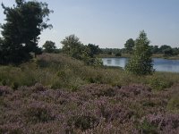 NL, Noord-Brabant, Boxtel, Brandven 12, Saxifraga-Jan van der Straaten