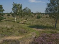 NL, Noord-Brabant, Boxtel, Brandven 16, Saxifraga-Jan van der Straaten