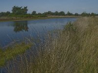 NL, Noord-Brabant, Boxtel, Brandven 20, Saxifraga-Jan van der Straaten