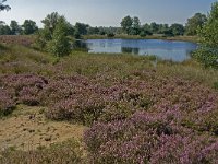 NL, Noord-Brabant, Boxtel, Brandven 6, Saxifraga-Jan van der Straaten