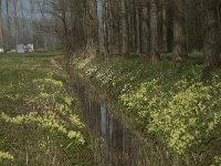 NL, Noord-Brabant, Boxtel, Bundersdijk 12, Saxifraga-Willem van Kruijsbergen