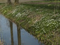 NL, Noord-Brabant, Boxtel, Bundersdijk 5, Saxifraga-Willem van Kruijsbergen