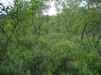 NL, Noord-Brabant, Boxtel, De Geelders 18, Saxifraga-Henk Sierdsema