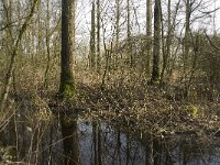 NL, Noord-Brabant, Boxtel, De Geelders 20, Saxifraga-Willem van Kruijsbergen