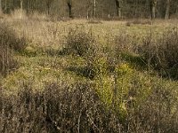 NL, Noord-Brabant, Boxtel, De Geelders 24, Saxifraga-Willem van Kruijsbergen