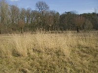 NL, Noord-Brabant, Boxtel, De Geelders 27, Saxifraga-Willem van Kruijsbergen