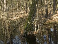 NL, Noord-Brabant, Boxtel, De Geelders 38, Saxifraga-Willem van Kruijsbergen