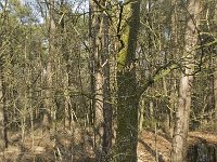 NL, Noord-Brabant, Boxtel, De Geelders 39, Saxifraga-Willem van Kruijsbergen