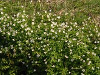 NL, Noord-Brabant, Boxtel, De Scheeken 1, Saxifraga-Jan van der Straaten