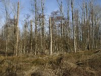 NL, Noord-Brabant, Boxtel, De Scheeken 29, Saxifraga-Willem van Kruijsbergen